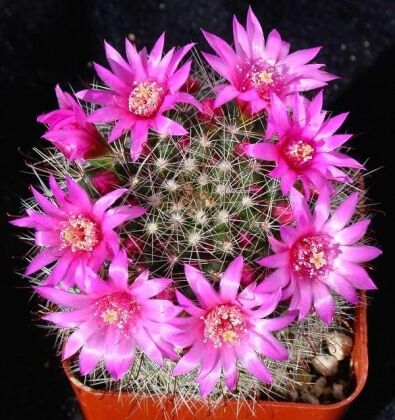 Кактус Mammillaria d5 h20