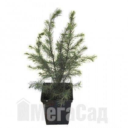 Ель сербская Picea Omorika P9