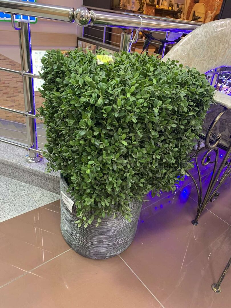 Самшит квадрат каркас 75см (45х45см) 10.54103N 333